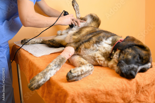 Dog in veterinary clinic is being shaved before surgery. High quality photo