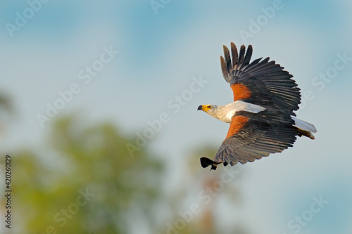 African Fish-eagle, Haliaeetus vocifer, brown bird with white head fly. Eagle flight above the lake water. Wildlife scene from African nature, Okavango delta, Botswana, Africa. photo