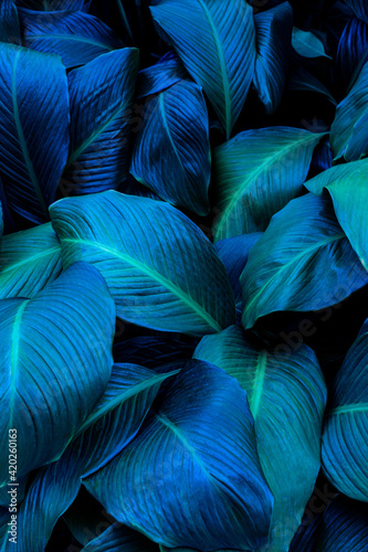 leaves of Spathiphyllum cannifolium, abstract green texture, nature background, tropical leaf © Nabodin