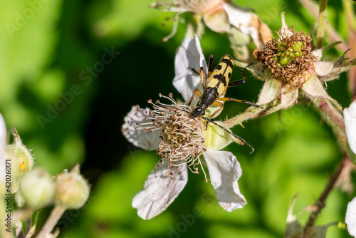 Spotted Longhorn Beetle (Strangalia or Rutpela maculata) a yellow flying insect bug with black spots, stock photo image photo
