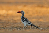 Southern red-billed hornbill, Tockus rufirostris, Mana Pools NP, Zimbabwe, Africa. Detail portrait of bird with big yellow bill. Wildlife scene from African nature. Bird on the gravel road.