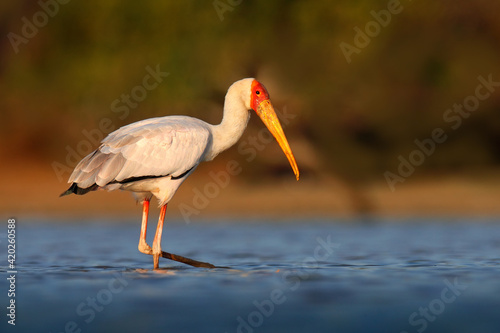 Africa Stork in water. Yellow-billed Stork, Mycteria ibis, sitting in the grass, Tanzania. River with bird in Africa. Stork in nature march habitat, Mana Pools NP in Zimbabwe.