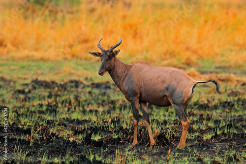 Sassaby  in green vegetation. Hartebeest in the grass  Namibia in Africa. Red   Alcelaphus buselaphus caama  detail portrait of big brown African mammal in nature habitat.