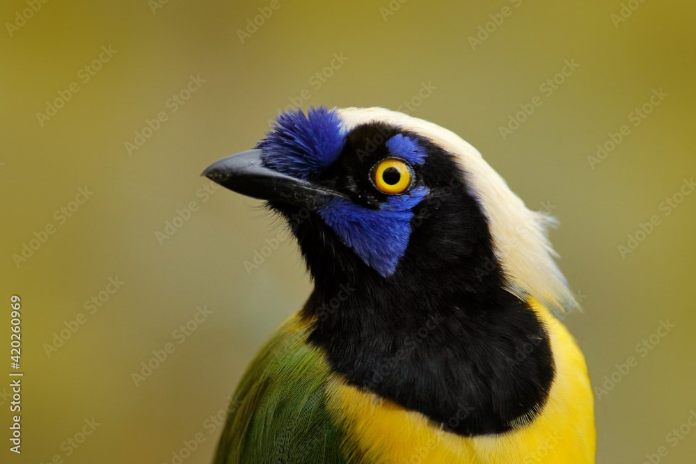 Naklejka premium Yellow jay, detail portrait of tropic bird. Yellow Bird, black and blue head, wild nature. Green Jay, Cyanocorax yncas, wild nature, Sumaco, Ecuador. Beautiful bird from South America