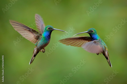 Canvas-taulu Green-backed Hillstar, Urochroa bougueri leucura, green blue hummingbird from San Isidro in Ecuador