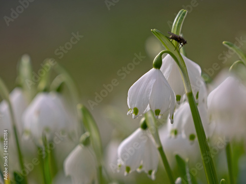 Fotografi Snowdrop flowers, Schneeglöcklein (Galanthus nivalis)