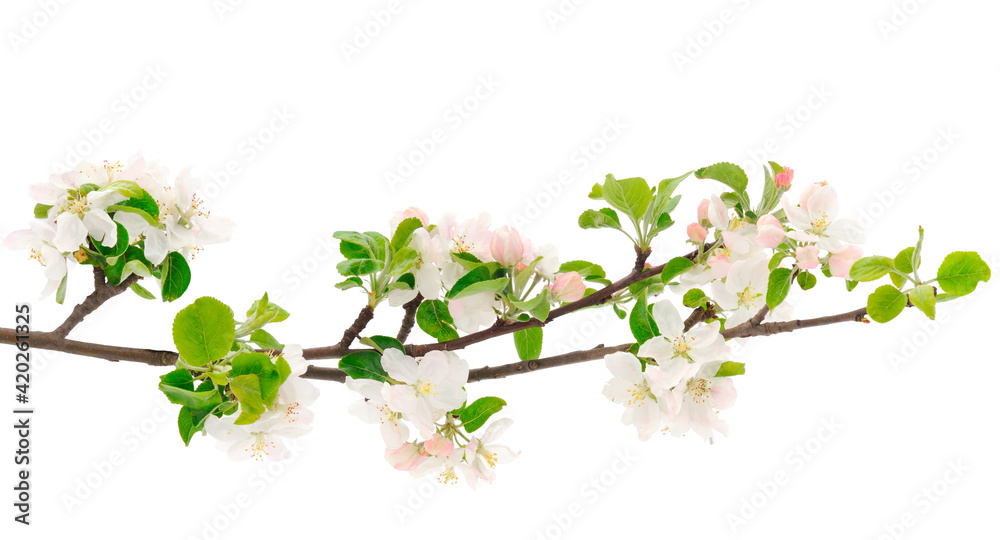 Fototapeta premium Flowering branch of apples.
