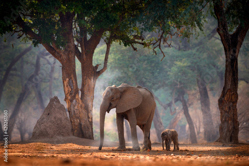 Elephant with young baby.  Elephant at Mana Pools NP, Zimbabwe in Africa. Big animal in the old forest, evening light, sun set. Magic wildlife scene in nature. African elephant in beautiful habitat.