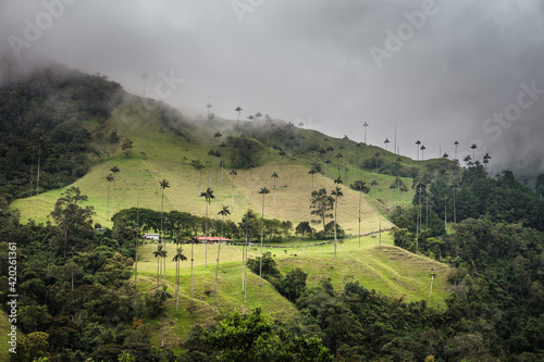 Panoramica del Valle del Cocora en Quindio_Colombia, montañas con arbol insignia de Colombia Panoramic of the Valle del Cocora in Quindio_Colombia, mountains with the flagship tree of Colombia