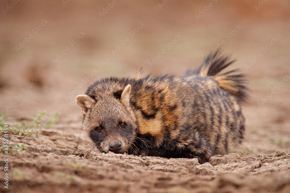 Civet, Civettictis Civetta, in the desert, Mana Pools NP, Zimbabwe, Africa. Beautiful animal, hunting in the night. African civet, lying relaxation break, wildlife scene from nature. Civet, Civettictis Civetta, in the desert, Mana Pools NP, Zimbabwe, Africa. Beautiful animal, hunting in the night. African civet, lying relaxation break, wildlife scene from nature.