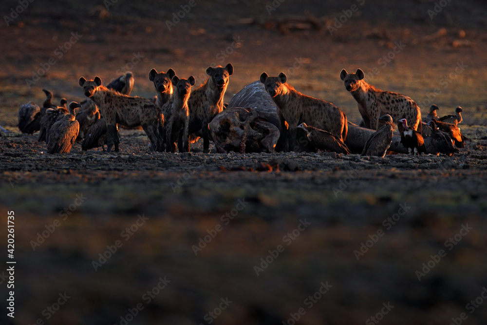 Dead elephant. Africa wildlife. spotted hyena, Crocuta crocuta, pack ...