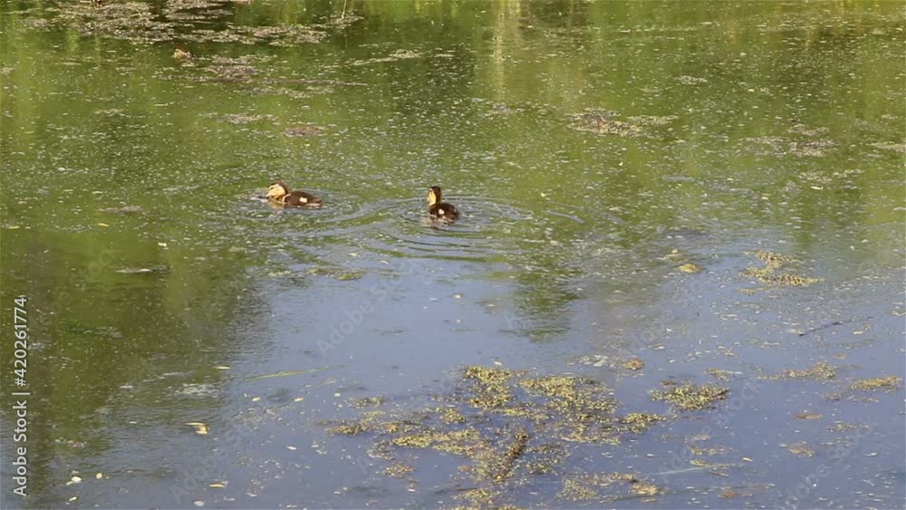 A wild duck and ducklings in their native habitat. A wild duck and ducklings in their native habitat.