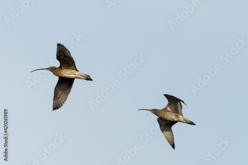 Curlews (Numenius arquata) in flight against a blue sky