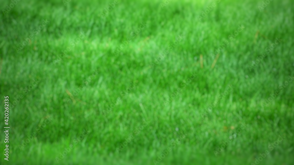 green grass background. Close up of green grass covered lawn with vibrant colorful background.