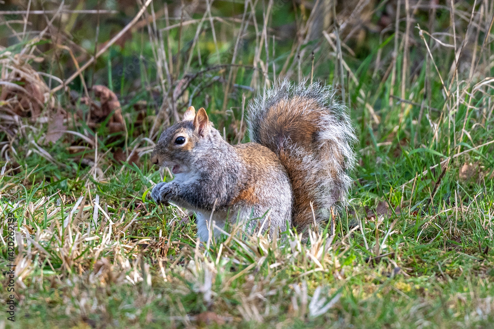 A Grey Squirrel (Sciurus carolinensis) in grass A Grey Squirrel (Sciurus carolinensis) in grass