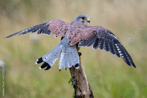 Close up view of a a kestrel (Falco tinnunculus) on a perch photo