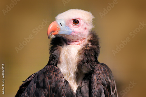 Trigonoceps occipitalis  White-headed vulture  detail head portrait of bird   sitting on the tree branch with blue sky. Wildlife scene from nature  South Africa. Vulture in the habitat  sunny day.