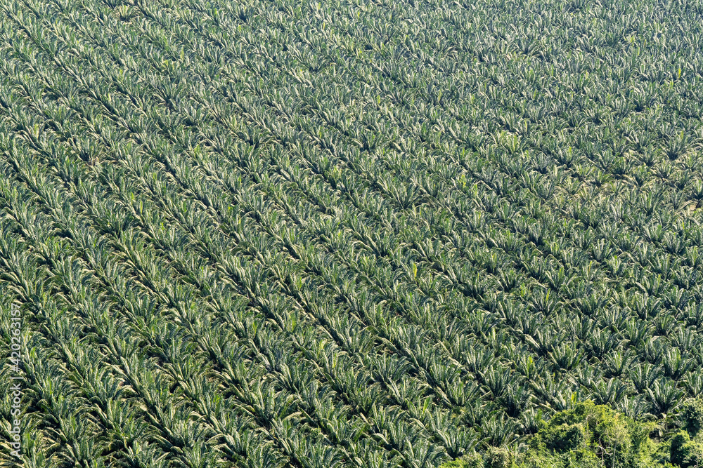 Cultivo de palma en Puerto Gaitan Meta
Palm cultivation in Puerto Gaitan Meta Cultivo de palma en Puerto Gaitan Meta
Palm cultivation in Puerto Gaitan Meta