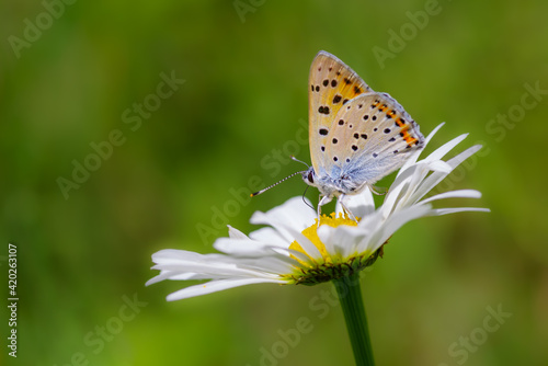 Copper butterfly on flower © Dmytro Surkov