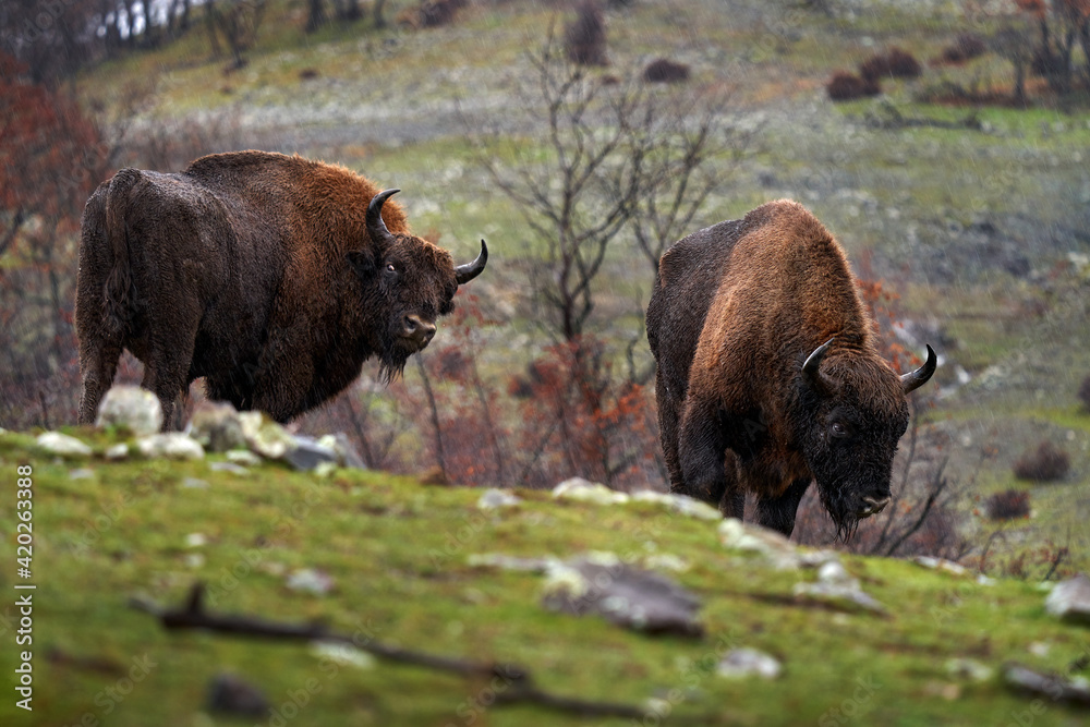 European Bison in the dark forest, misty scene with big brown animal in nature habitat, orange oak leaves on the trees, Studen Kladenec, Eastern Rhodopes, Bulgaria. Wildlife scene from nature.