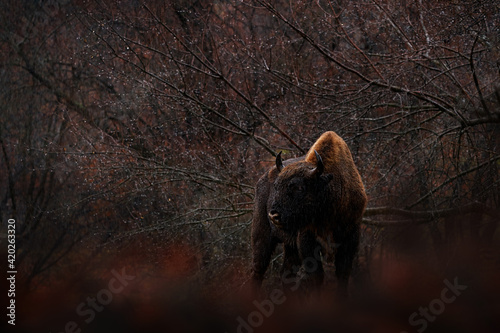 European Bison in the dark forest, misty scene with big brown animal in nature habitat, orange oak leaves on the trees, Studen Kladenec, Eastern Rhodopes, Bulgaria. Wildlife scene from nature. photo