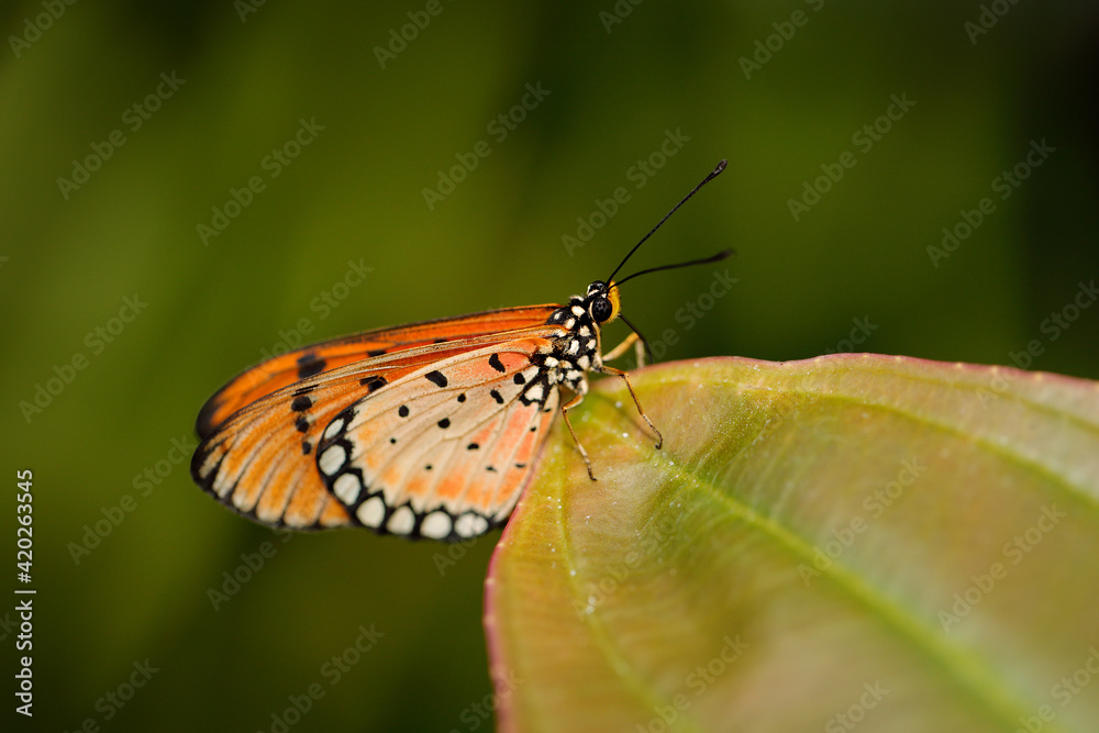 Acraea acrita, the fiery acraea,  butterfly of the family Nymphalidae, from Uganda in Africa. Orange insect in the nature habitat, sitting on the green leave.