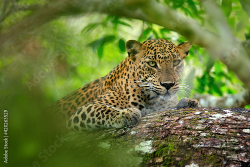 Leopard in green vegetation. Hidden Sri Lankan leopard  Panthera pardus kotiya  Big spotted wild cat lying on the tree in the nature habitat  Yala national park  Sri Lanka. Widlife scene from nature.