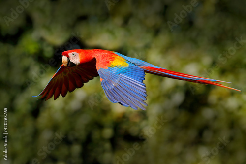 Red parrot flying in dark green vegetation. Scarlet Macaw  Ara macao  in tropical forest  Brazil. Wildlife scene from nature. Parrot in flight in the green jungle habitat.