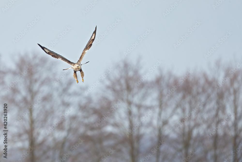 A rough-legged buzzard hovering in search for prey A rough-legged buzzard hovering in search for prey