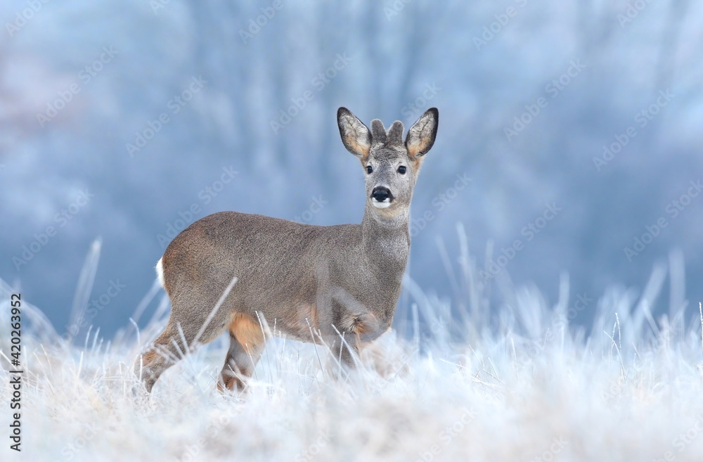 Wild roe deer in a frost covered field Wild roe deer in a frost covered field