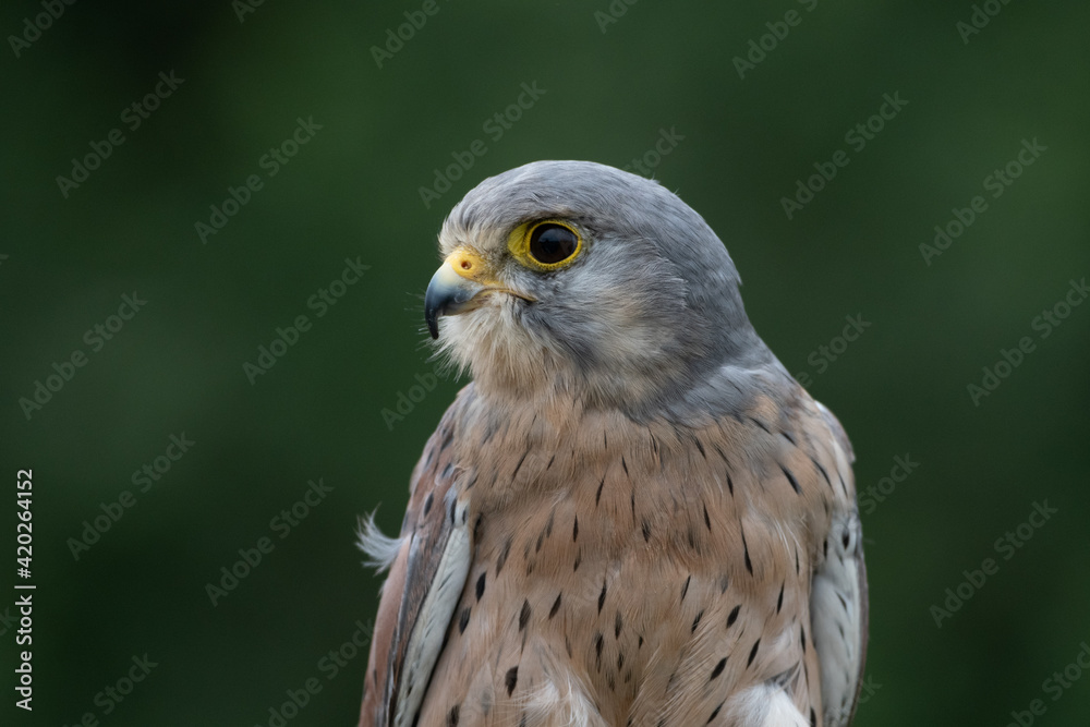 Close up view of a a kestrel (Falco tinnunculus) on a perch Close up view of a a kestrel (Falco tinnunculus) on a perch