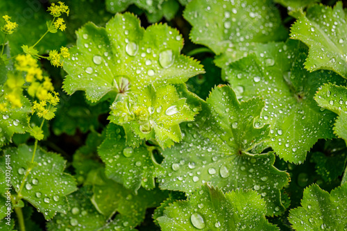Fototapeta Alchemilla vulgaris green leaves
with rain drops in summer garden