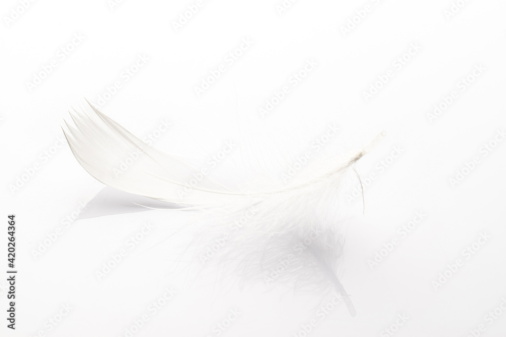 Obraz premium Feather close up. Nature abstract bird feather texture isolated on white background in macro photography, soft focus. Fashion color trends spring summer.