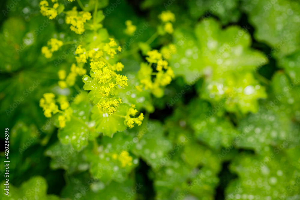 Alchemilla vulgaris green leaves
with rain drops in summer garden. Alchemilla mollis or garden lady's-mantle plant. Alchemilla vulgaris green leaves
with rain drops in summer garden. Alchemilla mollis or garden lady's-mantle plant.