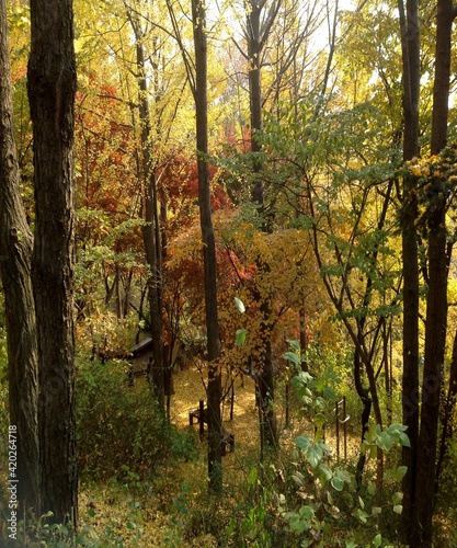 Beautiful view of the autumn trees and the coloerful leaf photo