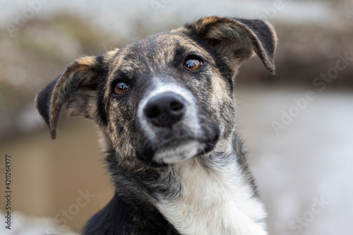 Close-up portrait of a stray mongrel dog.