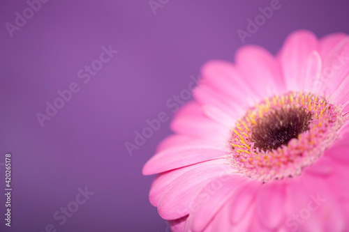 Wallpaper Mural Rosa Gerbera auf lila Hintergrund. Ein schönes Element für Ihr Grafikprojekt Torontodigital.ca