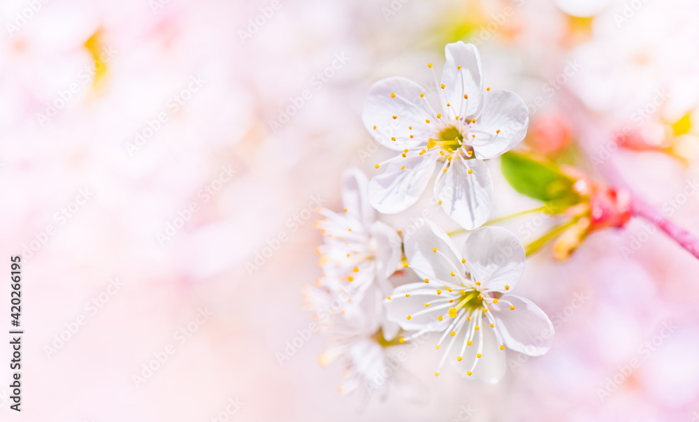 Sunny spring day. Cherry blossoms. Beautiful flowers, close-up Sunny spring day. Cherry blossoms. Beautiful flowers, close-up