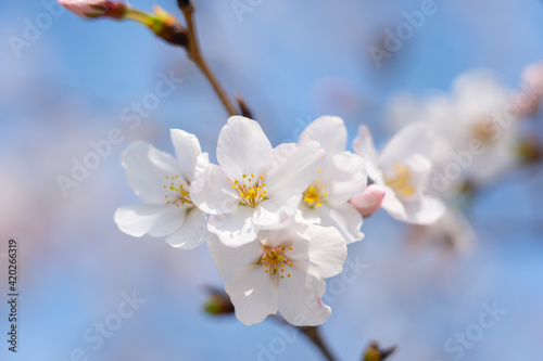 Wuhan East Lake Sakura Garden.This time is the cherry sakura blossom season. For travel around Wuhan