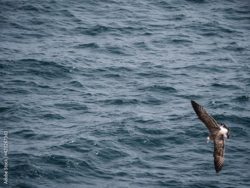 seagull in flight