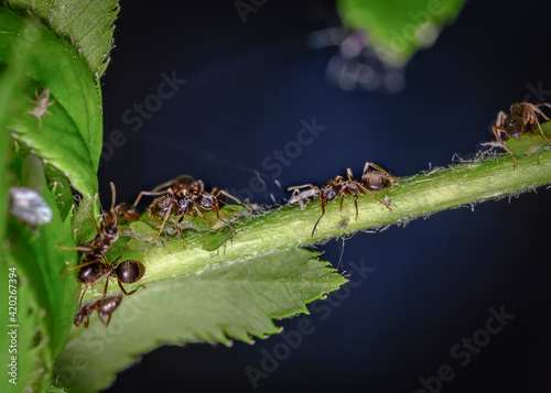 Close up view of ants tending a herd of aphids on a tree branch