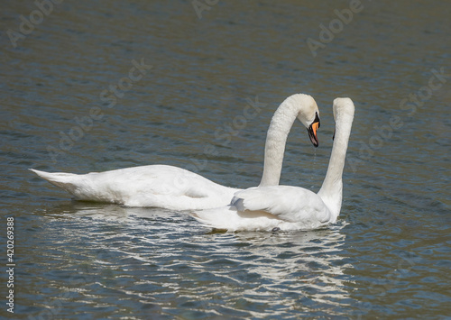 Couple in love swans