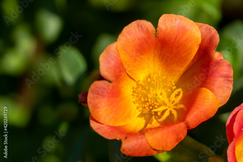 Tropical orange flower (Portulaca grandiflora) of South America, grown in gardens. Vibrant orange and yellow colors for spring or summer concepts.