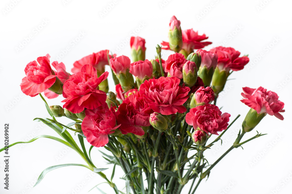 Bouquet of pink carnation flowers. Clove flowers in the grey vase. White background.