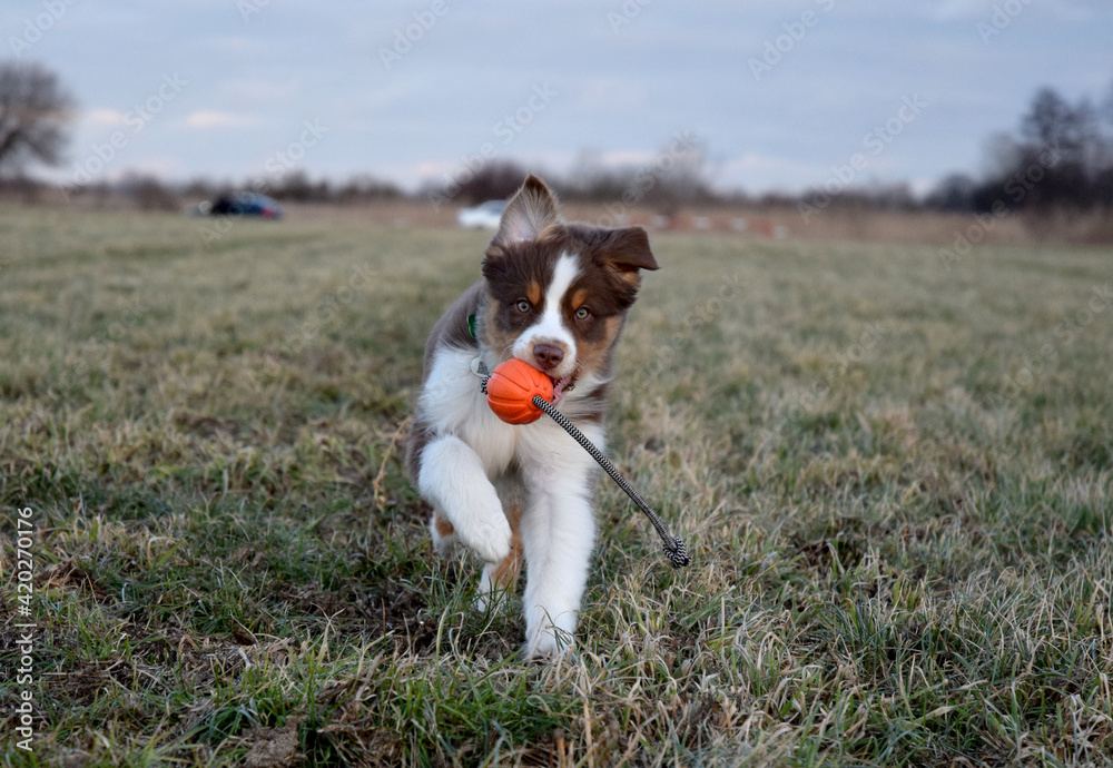 australian shepherd puppy dog with a soccer ball