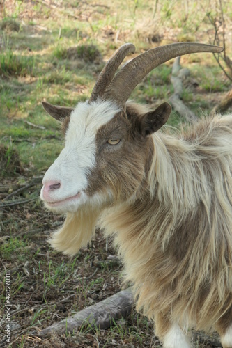 The head of a Brown spotted longhaired land goat from close up and diagonally from the side.