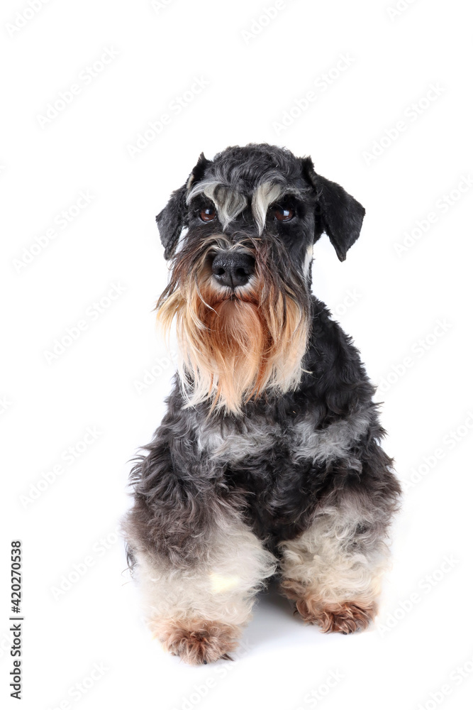 miniature schnauzer dog sitting isolated on white 