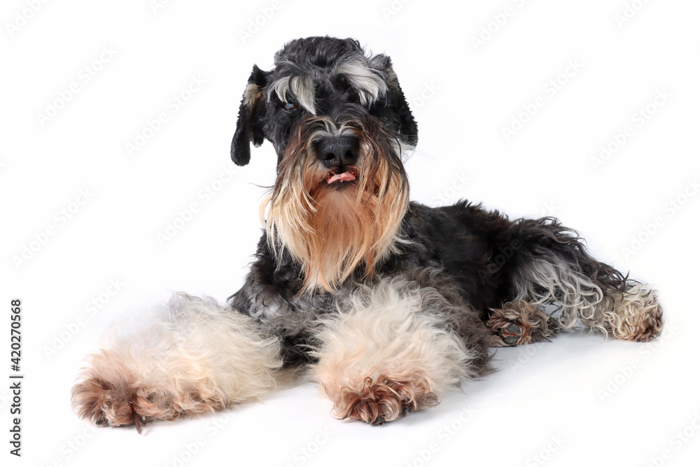 dog sticks his tongue out isolated on white 