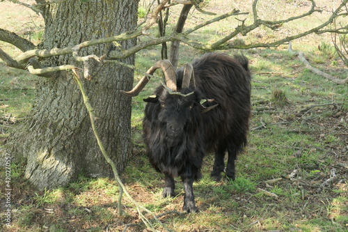 A Black longhaired land goat with curled horns stands under a tree.