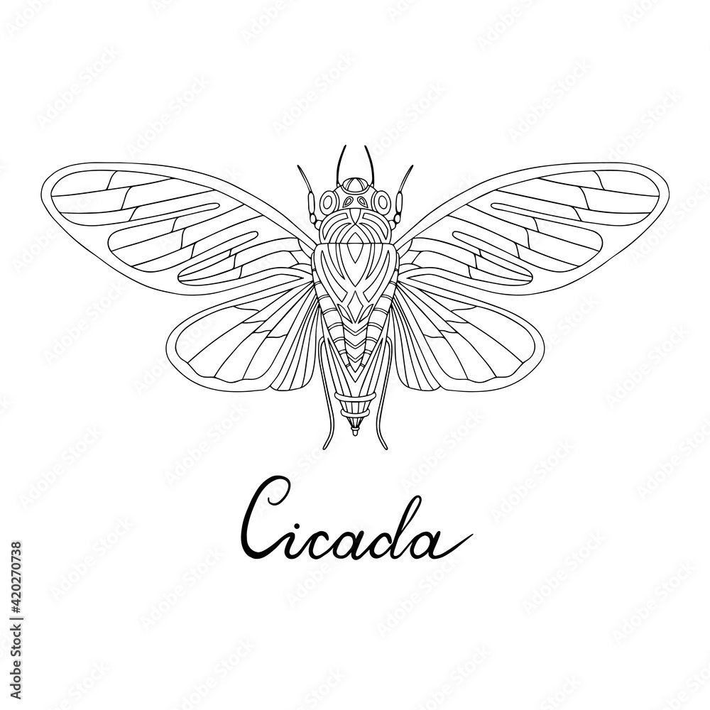 vector image of singing cicada drawn by hand. stylized insect. Vector ...